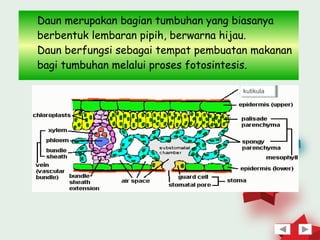 Daun merupakan bagian tumbuhan yang biasanya
berbentuk lembaran pipih, berwarna hijau.
Daun berfungsi sebagai tempat pembuatan makanan
bagi tumbuhan melalui proses fotosintesis.

                                      kutikula
                                       kutikula




                                                  18
 