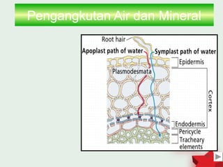 Pengangkutan Air dan Mineral




                               19
 