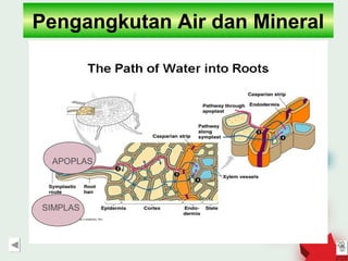 Pengangkutan Air dan Mineral




 APOPLAS




SIMPLAS



                               20
 