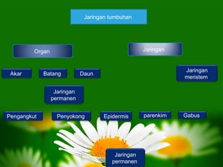 Jaringan tumbuhan




         Organ                                      Jaringan


                                                               Jaringan
 Akar        Batang          Daun
                                                               meristem

                  Jaringan
                 permanen


Pengangkut         Penyokong         Epidermis      parenkim   Gabus




                                         Jaringan
                                        permanen
 