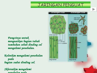 JARINGAN PENGUAT




  Fungsinya untuk
  menguatkan bagian tubuh
  tumbuhan sebab dinding sel
  mengalami penebalan.

Kolenkim mengalami penebalan
   pada
bagian sudut dinding sel.

                                            5
Sklerenkim mengalami
 