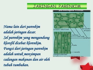 JARINGAN PARENKIM



Nama lain dari parenkim
adalah jaringan dasar.
Sel parenkim yang mengandung
klorofil disebut klorenkim.
Fungsi dari jaringan parenkim
adalah untuk menyimpan
cadangan makanan dan air oleh
tubuh tumbuhan.                       6
 