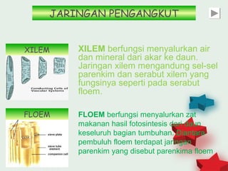 JARINGAN PENGANGKUT


XILEM   XILEM berfungsi menyalurkan air
        dan mineral dari akar ke daun.
        Jaringan xilem mengandung sel-sel
        parenkim dan serabut xilem yang
        fungsinya seperti pada serabut
        floem.

FLOEM   FLOEM berfungsi menyalurkan zat
        makanan hasil fotosintesis dari daun
        keseluruh bagian tumbuhan. Diantara
        pembuluh floem terdapat jaringan
        parenkim yang disebut parenkima floem
                                            7
 