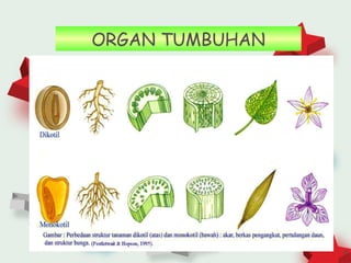 ORGAN TUMBUHAN




                 8
 