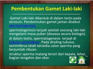 Pembentukan Gamet Laki-laki
Gamet Laki-laki dibentuk di dalam testis pada
skrotum. Pembentukan gamet jantan disebut
spermatogenesis.
spermatogenesis terjadi setelah seorang laki-laki
mengalami masa puber (dewasa secara biologis).
di dalam testis, spermatogenesis terjadi di
tubulus seminiferus. Pada dinding tubulus
seminiferus telah tersedia calon sperma yang
berjumlah ribuan.
struktur sperma matang tersiri dari kepala, leher,
bagian tengahm dan ekor.
 