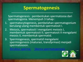 Spermatogenesis
Spermatogenesis : pembentukan spermatozoa dari
spermatogonia. Menempuh 3 tahap :
1. spermatocytogenesis, pembelahan spermatogonium
berulang-ulang membentuk spermatosit I.
2. Meiosis, spermatosit I mengalami meiosis I,
membentuk spermatosit II; spermatosit II mengalami
meosis II, membentuk spermatid.
3. Spermiogenesis, spermatid mengalami
spermiogenesis (maturasi, transfprmasi) menjadi
spermatosoon.
Struktur sperma Skema spermatogenesis
 