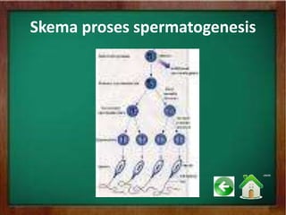 Skema proses spermatogenesis
 