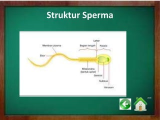 Struktur Sperma
 