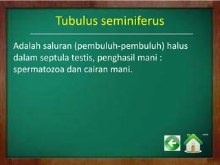 Tubulus seminiferus
Adalah saluran (pembuluh-pembuluh) halus
dalam septula testis, penghasil mani :
spermatozoa dan cairan mani.
 