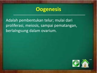 Oogenesis
Adalah pembentukan telur; mulai dari
proliferasi, meiosis, sampai pematangan,
berlalngsung dalam ovarium.
 