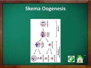 Skema Oogenesis
 