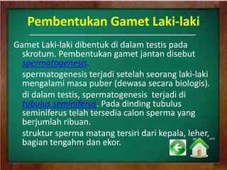 Pembentukan Gamet Laki-laki
Gamet Laki-laki dibentuk di dalam testis pada
skrotum. Pembentukan gamet jantan disebut
spermatogenesis.
spermatogenesis terjadi setelah seorang laki-laki
mengalami masa puber (dewasa secara biologis).
di dalam testis, spermatogenesis terjadi di
tubulus seminiferus. Pada dinding tubulus
seminiferus telah tersedia calon sperma yang
berjumlah ribuan.
struktur sperma matang tersiri dari kepala, leher,
bagian tengahm dan ekor.
 