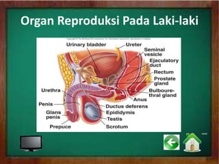 Organ Reproduksi Pada Laki-laki
 