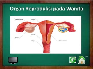 Organ Reproduksi pada Wanita
 