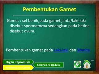 Pembentukan Gamet
Gamet : sel benih,pada gamet janta/laki-laki
disebut spermatozoa sedangkan pada betina
disebut ovum.
Pembentukan gamet pada Laki-laki dan Wanita
Organ Reproduksi
Pembentukan Gamet
Kelainan Reproduksi
 
