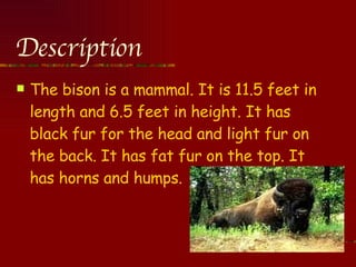 Description  The bison is a mammal. It is 11.5 feet in length and 6.5 feet in height. It has black fur for the head and light fur on the back. It has fat fur on the top. It has horns and humps. 