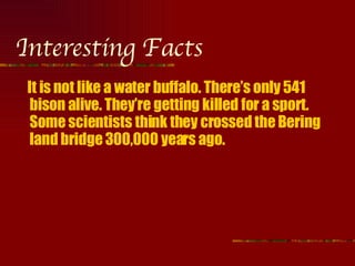 Interesting Facts It is not like a water buffalo. There’s only 541 bison alive. They’re getting killed for a sport. Some scientists think they crossed the Bering land bridge 300,000 years ago.  