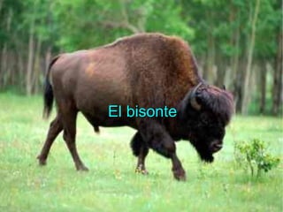El bisonte 