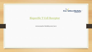 Bispecific T Cell Receptor
www.creative-biolabs.com/car-t
 