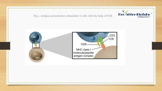 Bispecific t cell receptor | PPTX