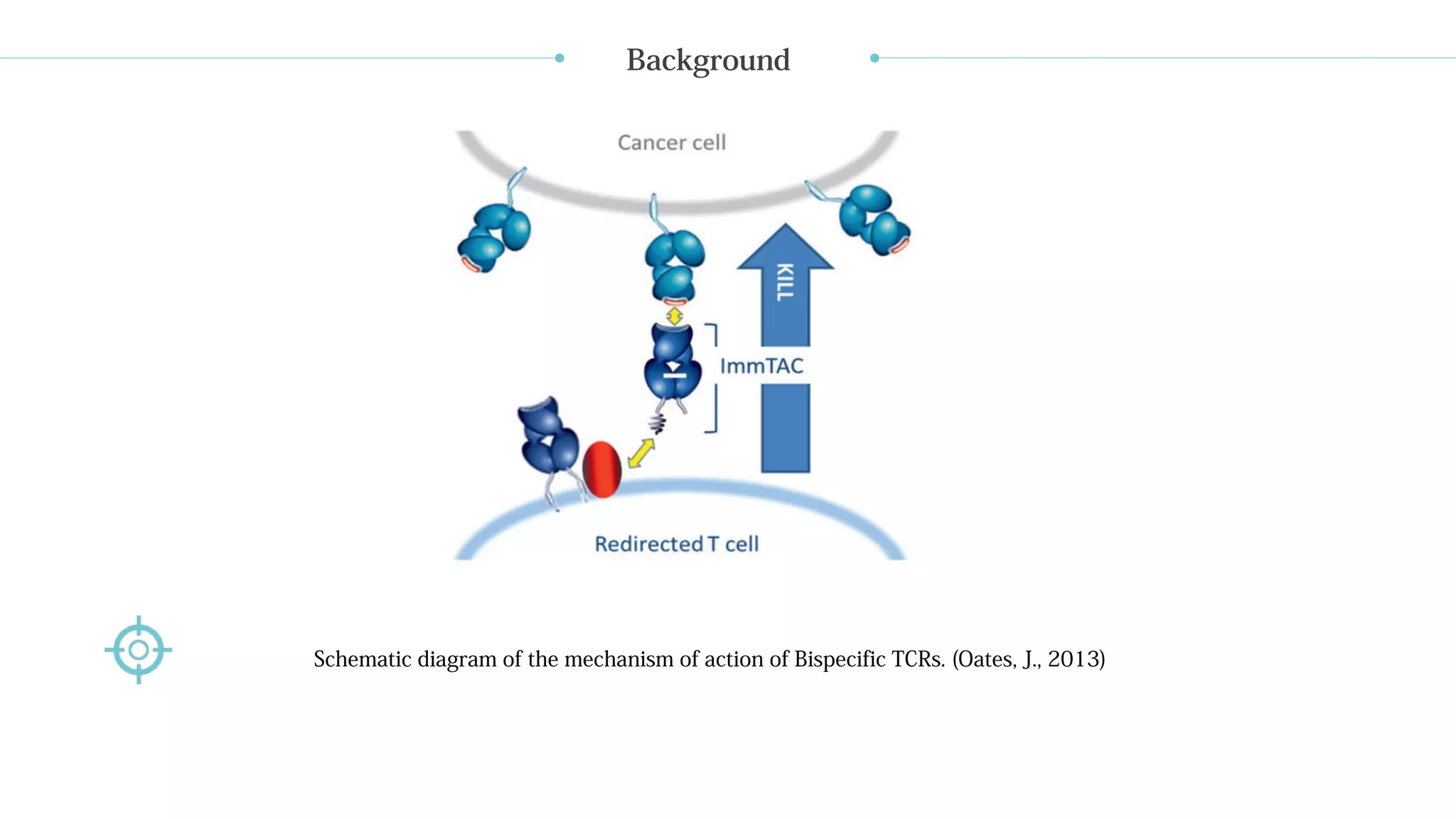 Bispecific t cell receptor | PPT