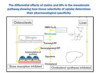 Bisphosphonates Mechanism Of Action