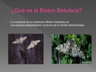  La mariposa de los abedules (Biston betularia) es
una especie delepidóptero nocturno de la familia Geometridae.