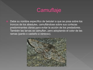  Debe su nombre específico de betulari a que se posa sobre los
troncos de los abedules, camuflándose sobre sus cortezas
predominantes claras para evitar la acción de los predadores.
También las larvas se camuflan, pero adoptando el color de las
ramas (pardo o castaño a verdoso).