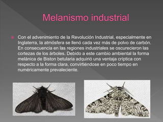  Con el advenimiento de la Revolución Industrial, especialmente en
Inglaterra, la atmósfera se llenó cada vez más de polvo de carbón.
En consecuencia en las regiones industriales se oscurecieron las
cortezas de los árboles. Debido a este cambio ambiental la forma
melánica de Biston betularia adquirió una ventaja críptica con
respecto a la forma clara, convirtiéndose en poco tiempo en
numéricamente prevaleciente.