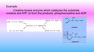 Example:
Creatine kinase enzyme which catalyzes the substrate
creatine and ATP ,to form the products, phosphocreatine and ADP.
 