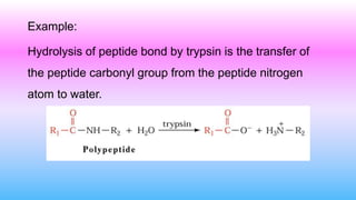 Example:
Hydrolysis of peptide bond by trypsin is the transfer of
the peptide carbonyl group from the peptide nitrogen
atom to water.
 