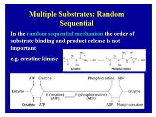 Bisubstrat Enzyme.pdf