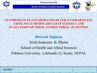 School of Health and Allied Sciences
Pokhara University
SYNTHESIS OF PLANT-MEDIATED SILVER NANOPARTICLES
USING FICUS MICROCARPA LEAF EXTRACT AND
EVALUATION OF THEIR ANTIBACTERIAL ACTIVITIES
Biswash Sapkota
Sixth Semester, B. Pharm
School of Health and Allied Sciences
Pokhara University, Lekhnath-12, Kaski, NEPAL
6/5/2021 1
 
