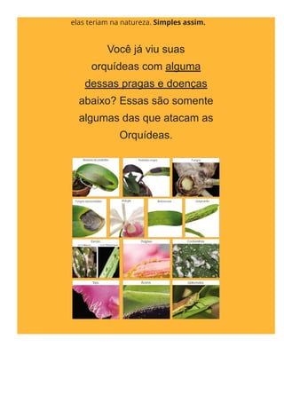 elas teriam na natureza. Simples assim.
Você já viu suas
orquídeas com alguma
dessas pragas e doenças
abaixo? Essas são somente
algumas das que atacam as
Orquídeas.
 