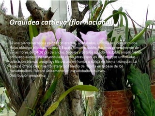 Orquidea cattleya (flor nacional)
Es una planta herbácea epífita con erectos, acanalados, unifoliados, comprimidos.
Hojas oblongo elípticas, obtusas. Espata simple o doble. Racimos generalmente de
varias flores de 14-20 cm de ancho. Sépalos y pétalos rosado-lila, labio ampliamente
ondulado aunque no tan ondulado como otras especies de Cattleyas unifoliadas,
coloración blanca, amarilla y lila oscura en franjas o sólida en forma triángular. La
especie ofrece crecimiento lateral por medio de rizoma en la base de los
pseudobulbos. Florece únicamente de pseudobulbos nuevos.
Distribución geográfica
 
