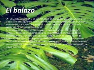 El balazo
LA FORMA DE LA LAMINA O DE LOS FOLIOLOS ES: Sus partes que la componen a sus
lados escomo triangular SU TIPO DE NERVADURA ES: Reticular FORMA DE LA BASE:
Acorazonada FORMA DEL APICE: Aguda FORMA DEL BORDE DELA HOJA: Entero
INSERCION DE LAS HOJAS: Verticiladas
Tiene tallo grueso, alcanza 20 m de largo; hojas grandes, correosas, brillantes,
cordadas, de 20 a 90 cm de largo x 20 a 80 cm de ancho. En plantas nuevas son
pequeñas, enteras, sin lóbulos ni agujeros. Fruto de 30 cm de largo x 3-5 cm de
diámetro, pareciendo una oreja verde con escamas hexagonales. En sus primeras
fructificaciones, contiene tanto ácido oxálico que es tóxico, causando inmediato dolor
y ampollamiento, irritación, picazón, pérdida de la voz. Tras un año de maduración es
seguro ingerirla.
 