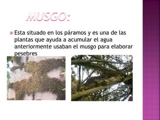  Esta situado en los páramos y es una de las
plantas que ayuda a acumular el agua
anteriormente usaban el musgo para elaborar
pesebres
 