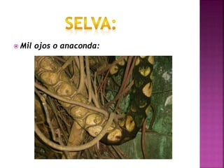  Mil ojos o anaconda:
 