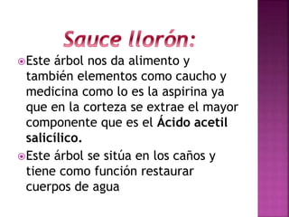 Este árbol nos da alimento y
también elementos como caucho y
medicina como lo es la aspirina ya
que en la corteza se extrae el mayor
componente que es el Ácido acetil
salicílico.
Este árbol se sitúa en los caños y
tiene como función restaurar
cuerpos de agua
 