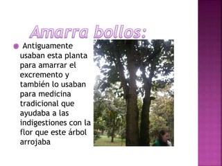 Antiguamente
usaban esta planta
para amarrar el
excremento y
también lo usaban
para medicina
tradicional que
ayudaba a las
indigestiones con la
flor que este árbol
arrojaba
 