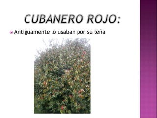  Antiguamente lo usaban por su leña
 