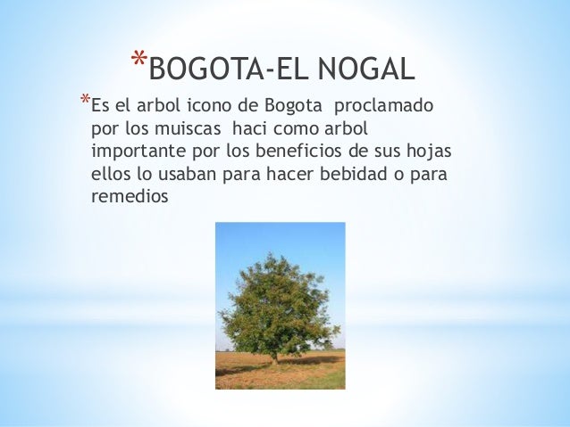 pic Nogal Arbol De Bogota jardin botanico