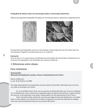 Fotografías de células vistas con microscopio óptico y microscopio electrónico.

     Observa las siguientes fotografías tomadas con microscopio óptico y electrónico respectivamente




     Comparando las fotografías, piensa en las ventajas y desventajas del uso de ambos tipos de
     microscopios. Registra tus observaciones en tu cuaderno

10
     Evaluación
     Una vez que tu y tu grupo hayan completado las actividades de esta temática analizaremos en
     conjunto las respuestas y los resultados que hayamos obtenido.

     3. Diferencias entre células

     Para reflexionar:
     Oceanografía:
     Bacterias del fitoplancton ayudan a frenar el calentamiento de la Tierra

     Diario el Mercurio
     Lunes 18 de Febrero de 2002

     No todas estas plantas microscópicas marinas realizan fotosíntesis. Microbios que conviven
     con ellas se encargan de la tarea.

              En una cantidad mayor de lo que se suponía, diversas bacterias que viven en simbiosis
     con el fitoplancton marino (diminutos vegetales) están ayudando activamente a captar dióxido
     de carbono, el principal gas invernadero responsable hoy del calentamiento de la Tierra.
              Estos microbios están realizando una tarea que algunos tipos de fitoplancton no pueden
     llevar a cabo debido a la ausencia de clorofila, el pigmento que permite absorber la energía
     solar para que las plantas produzcan sus propios alimentos.
 