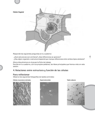 Célula Vegetal




Responde las siguientes preguntas en tu cuaderno:

· ¿Qué estructuras son similares? ¿Qué diferencias se aprecian?                                   13
· ¿Hay algún organelo o estructura especial que marque diferencias entre ambos tipos celulares?

Ahora discutiremos en el grupo la ficha de trabajo
Escribe en tu cuaderno, con tus propias palabras, las ideas principales que hemos visto en esta
sesión:

4. Relaciones entre estructura y función de las células
Para reflexionar
Observa las siguientes fotografías de tejidos animales:
Células musculares estriadas        Espermatozoides                    Tejido adiposo
 