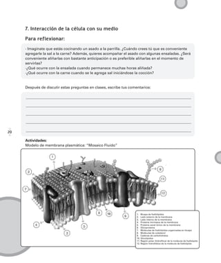 7. Interacción de la célula con su medio
     Para reflexionar:
     · Imagínate que estás cocinando un asado a la parrilla. ¿Cuándo crees tú que es conveniente
     agregarle la sal a la carne? Además, quieres acompañar el asado con algunas ensaladas. ¿Será
     conveniente aliñarlas con bastante anticipación o es preferible aliñarlas en el momento de
     servirlas?
     ·¿Qué ocurre con la ensalada cuando permanece muchas horas aliñada?
     ·¿Qué ocurre con la carne cuando se le agrega sal iniciándose la cocción?


     Después de discutir estas preguntas en clases, escribe tus comentarios:




20

     Actividades:
     Modelo de membrana plasmática: “Mosaico Fluido”




                                                                    1. Bicapa de fosfolípidos
                                                                    2. Lado externo de la membrana
                                                                    3. Lado interno de la membrana
                                                                    4. Proteína intrínseca de la membrana
                                                                    5. Proteína canal iónico de la membrana
                                                                    6. Glicoproteína
                                                                    7. Moléculas de fosfolípidos organizadas en bicapa
                                                                    8. Moléculas de colesterol
                                                                    9. Cadenas de carbohidratos
                                                                    10. Glicolípidos
                                                                    11. Región polar (hidrofílica) de la molécula de fosfolípido
                                                                    12. Región hidrofóbica de la molécula de fosfolípido
 