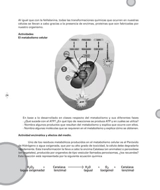 Al igual que con la felilalanina, todas las transformaciones químicas que ocurren en nuestras
     células se llevan a cabo gracias a la presencia de enzimas, proteínas que son fabricadas por
     nuestro organismo.

     Actividades:
     El metabolismo celular




24




        En base a lo desarrollado en clases respecto del metabolismo y sus diferentes fases
        · ¿Qué sucede con el ATP? ¿En qué tipo de reacciones se produce ATP y en cuáles se utiliza?
        · Nombra algunos productos que resultan del metabolismo y explica que ocurre con ellos.
        · Nombra algunas moléculas que se requieren en el metabolismo y explica cómo se obtienen.

     Actividad enzimática y efectos del medio.

             Uno de los residuos metabólicos producidos en el metabolismo celular es el Peróxido
     de Hidrógeno o agua oxigenada, que por su alto grado de toxicidad, la célula debe degradarlo
     rápidamente. Esta transformación la lleva a cabo la enzima Catalasa (en animales) o peroxidasa
     (en vegetales), producida por organelos de tipo vesicular llamados peroxisomas, ¿los recuerdas?
     Esta reacción está representada por la siguiente ecuación química



          H2O2       +          Catalasa                 H2O        +       O2    +   Catalasa
      (agua oxigenada)          (enzima)                (agua)          (oxígeno)     (enzima)
 