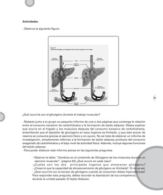 Actividades:

· Observa la siguiente figura:




                                                                                                    35




¿Qué ocurrirá con el glicógeno durante el trabajo muscular?

· Redacta junto a tu grupo un pequeño informe de una o dos páginas que contenga la relación
entre el consumo excesivo de carbohidratos y la formación de tejido adiposo. Debes explicar
qué ocurre en el hígado y los músculos después del consumo excesivo de carbohidratos,
entendiendo que el depósito de glucógeno en esos órganos es limitado, y que este azúcar de
reserva se consume gracias al ejercicio físico y en ayuno. No se trata de elaborar un informe de
investigación, simplemente referirse a la formación de tejido adiposo producto del consumo
exagerado de carbohidratos y el bajo nivel de actividad física. Además, incluye algunas funciones
del tejido adiposo.
· Para poder elaborar este informe piensa en las siguientes preguntas

       - Observe la tabla: “Cambios en el contenido de Glicógeno de los músculos durante un
         ejercicio muscular”. (página 53) ¿Qué ocurre en cada caso?
       -¿Cuáles son los dos          principales órganos que almacenan glicógeno?
       - ¿Crees tú que la capacidad de almacenamiento de glicógeno es ilimitada?. Si no es así,
       - ¿Qué ocurrirá con el exceso de glicógeno cuando se consumen dietas hipercalóricas?
       Para responder esta pregunta, debes recordar la disertación de tus compañeros,
       durante la unidad pasada: El tejido Adiposo.
 