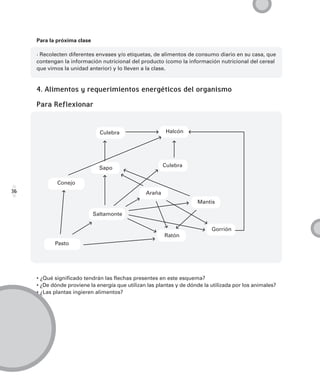 Para la próxima clase

     · Recolecten diferentes envases y/o etiquetas, de alimentos de consumo diario en su casa, que
     contengan la información nutricional del producto (como la información nutricional del cereal
     que vimos la unidad anterior) y lo lleven a la clase.



     4. Alimentos y requerimientos energéticos del organismo

     Para Reflexionar


                               Culebra                    Halcón




                               Sapo                      Culebra


             Conejo
36                                               Araña
                                                                      Mantis

                             Saltamonte

                                                                            Gorrión
                                                         Ratón
            Pasto




     • ¿Qué significado tendrán las flechas presentes en este esquema?
     • ¿De dónde proviene la energía que utilizan las plantas y de dónde la utilizada por los animales?
     • ¿Las plantas ingieren alimentos?
 