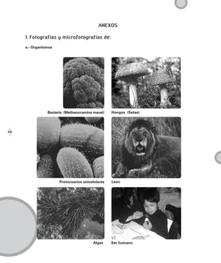 ANEXOS

     1. Fotografías y microfotografías de:
     a.- Organismos




                Bacteria (Methanozarcina mazei)   Hongos (Setas)




48




                      Protozoarios unicelulares   León




                                        Algas     Ser humano
 