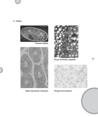 b.- Tejidos




                          Protozoo Ciliado




                                                                            49
                                               Grupo de Células vegetales




              Tejido reproductor (testículo)   Hongos de la levadura
 